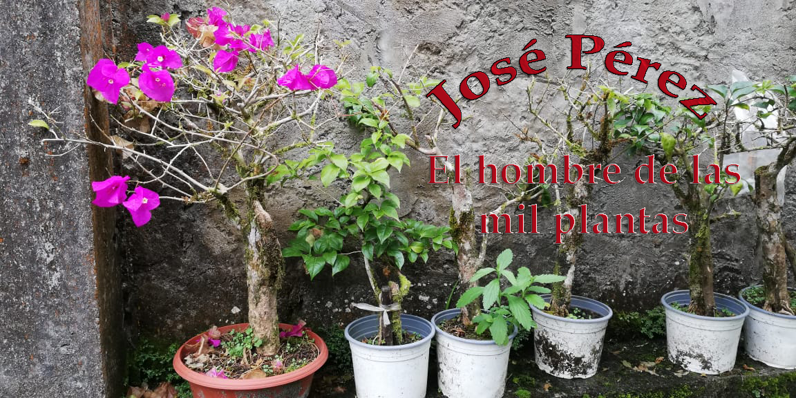 José Pérez, el hombre de las mil plantas