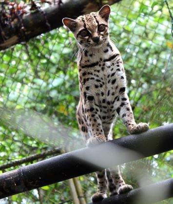 Zoocriadero El Arca