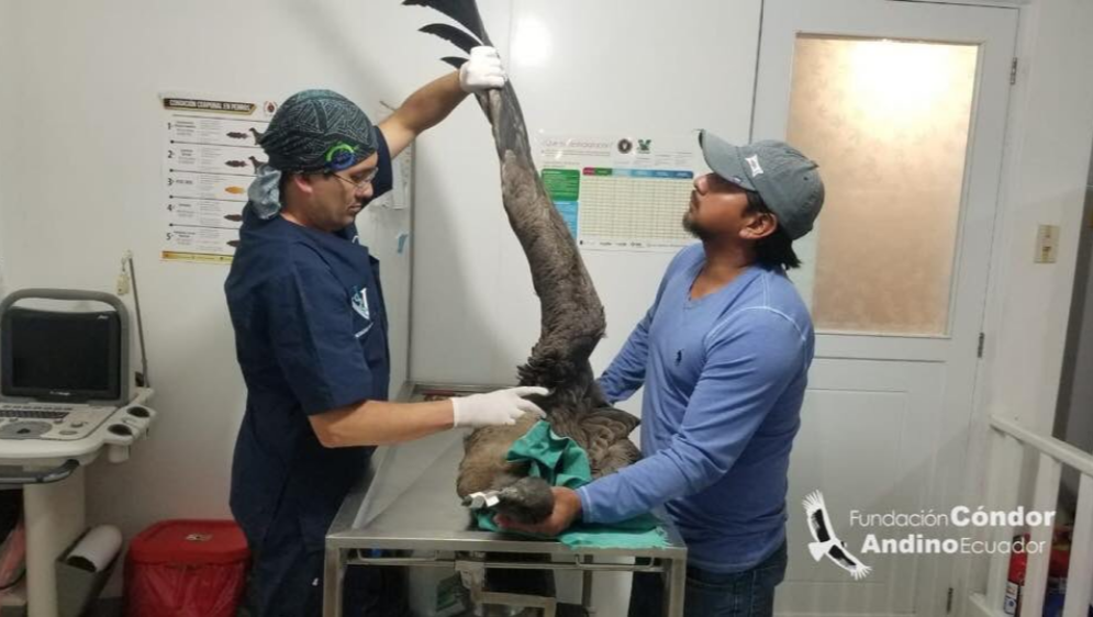 Cóndor Andino herido en Archidona