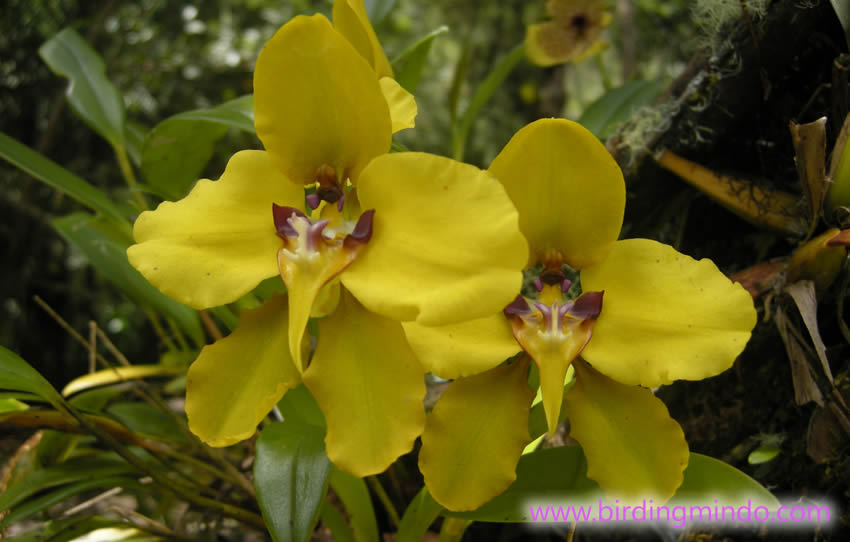 Pastaza, capital mundial de las orquídeas